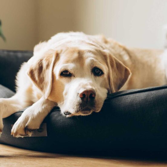 cane fissa il vuoto