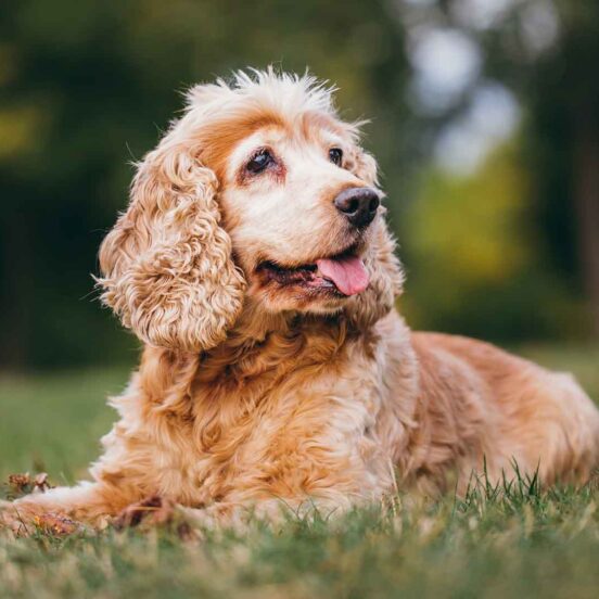 riconoscere artrosi cane