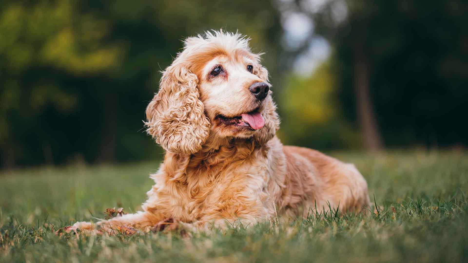 riconoscere artrosi cane