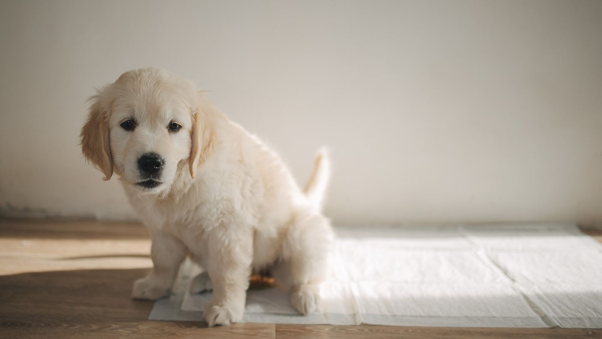 Cani e problemi a urinare