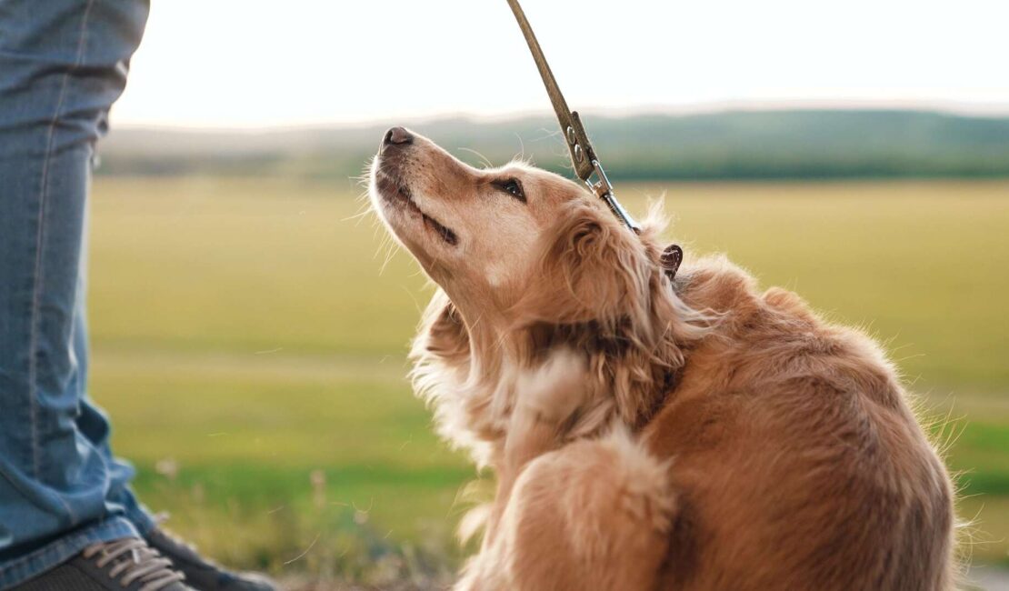 il cane si gratta spesso