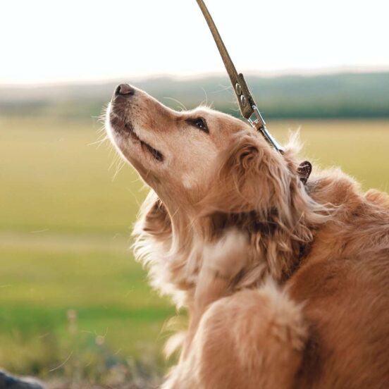 il cane si gratta spesso