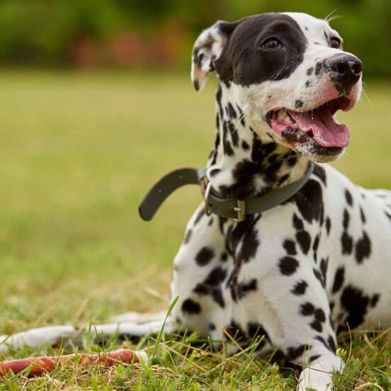 Castrazione cane_ accelerare il recupero post operatorio