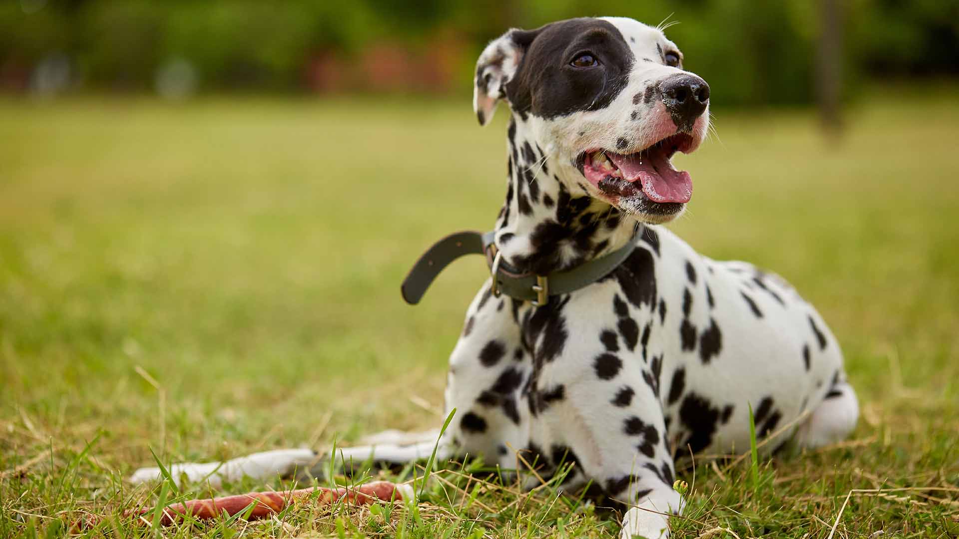 Castrazione cane_ accelerare il recupero post operatorio