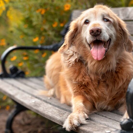 Trattamenti naturali per articolazioni dei cani