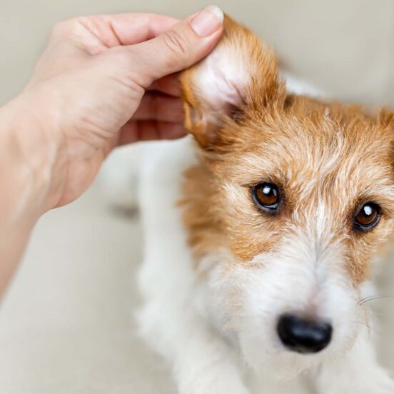 Cane con infezioni alle orecchie ricorrenti_ la causa è il cibo