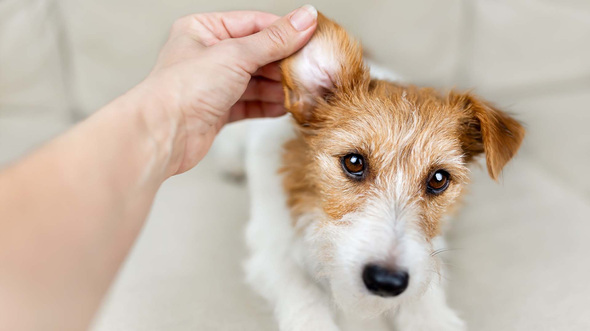 Cane con infezioni alle orecchie ricorrenti_ la causa è il cibo