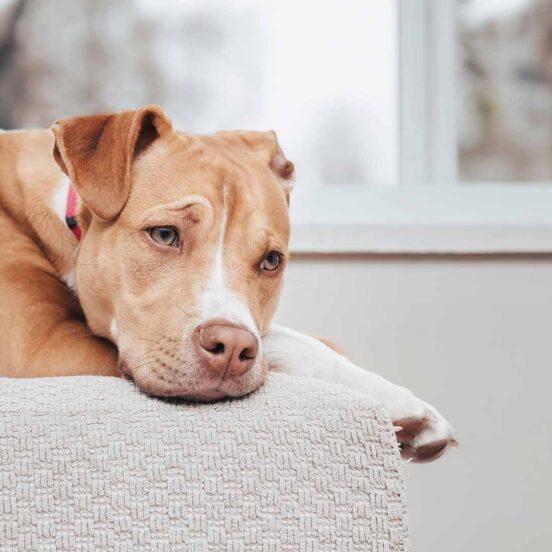 Il mio cane è disorientato_ quali sono le cause