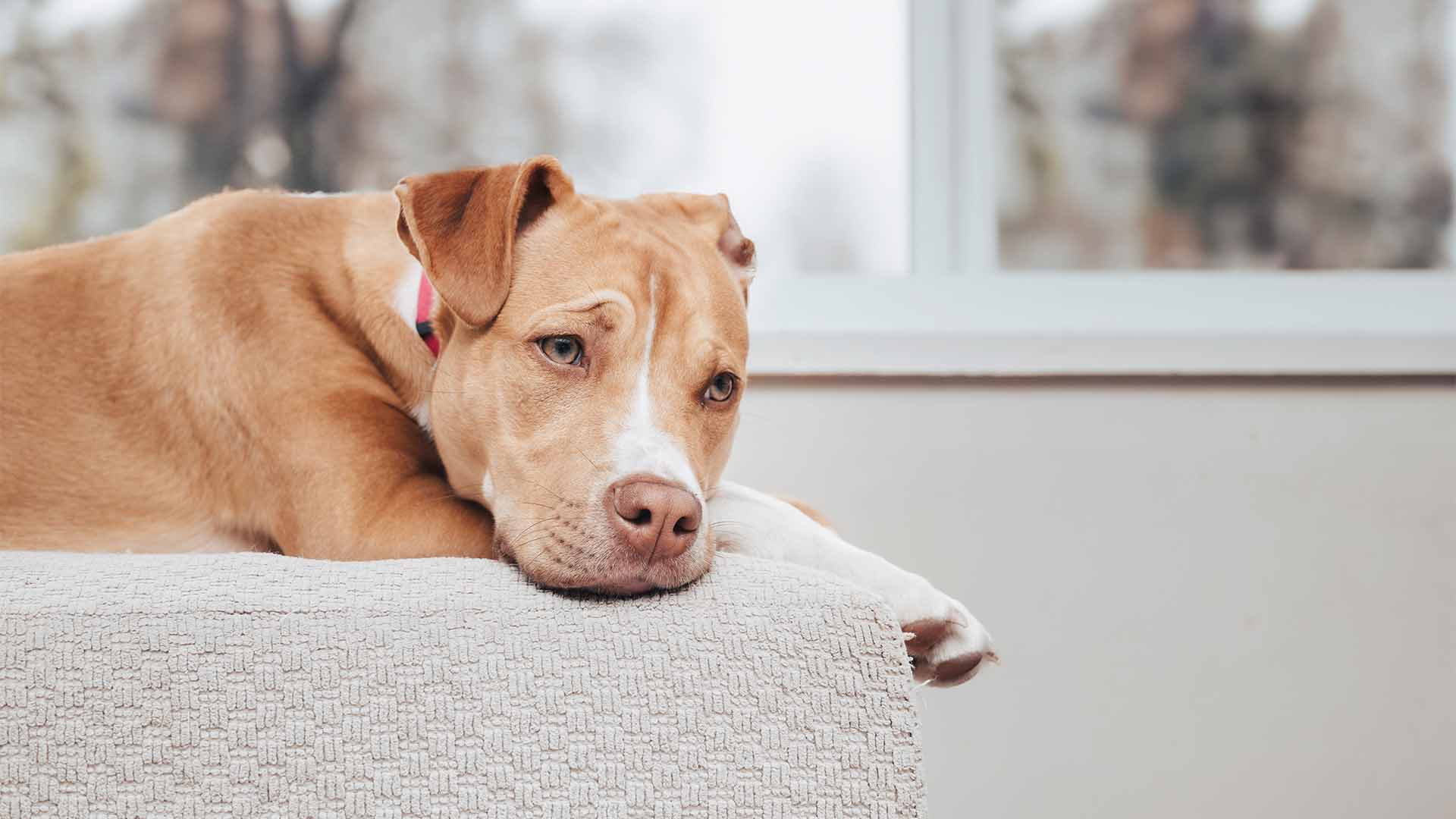 Il mio cane è disorientato_ quali sono le cause