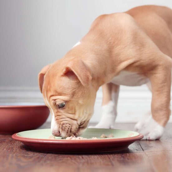 Intolleranza alimentare cane_ è anche questione di razza