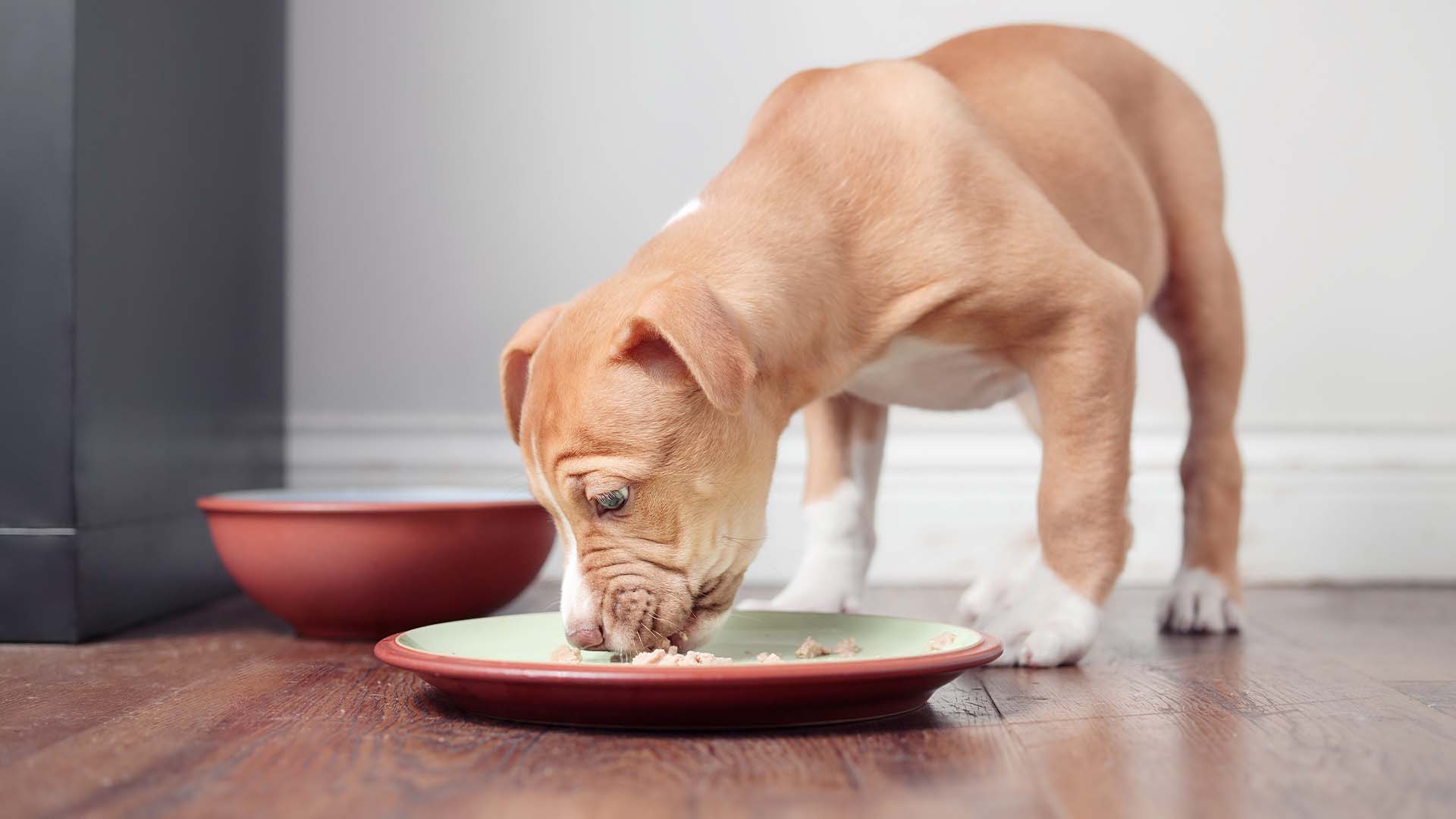 Intolleranza alimentare cane_ è anche questione di razza