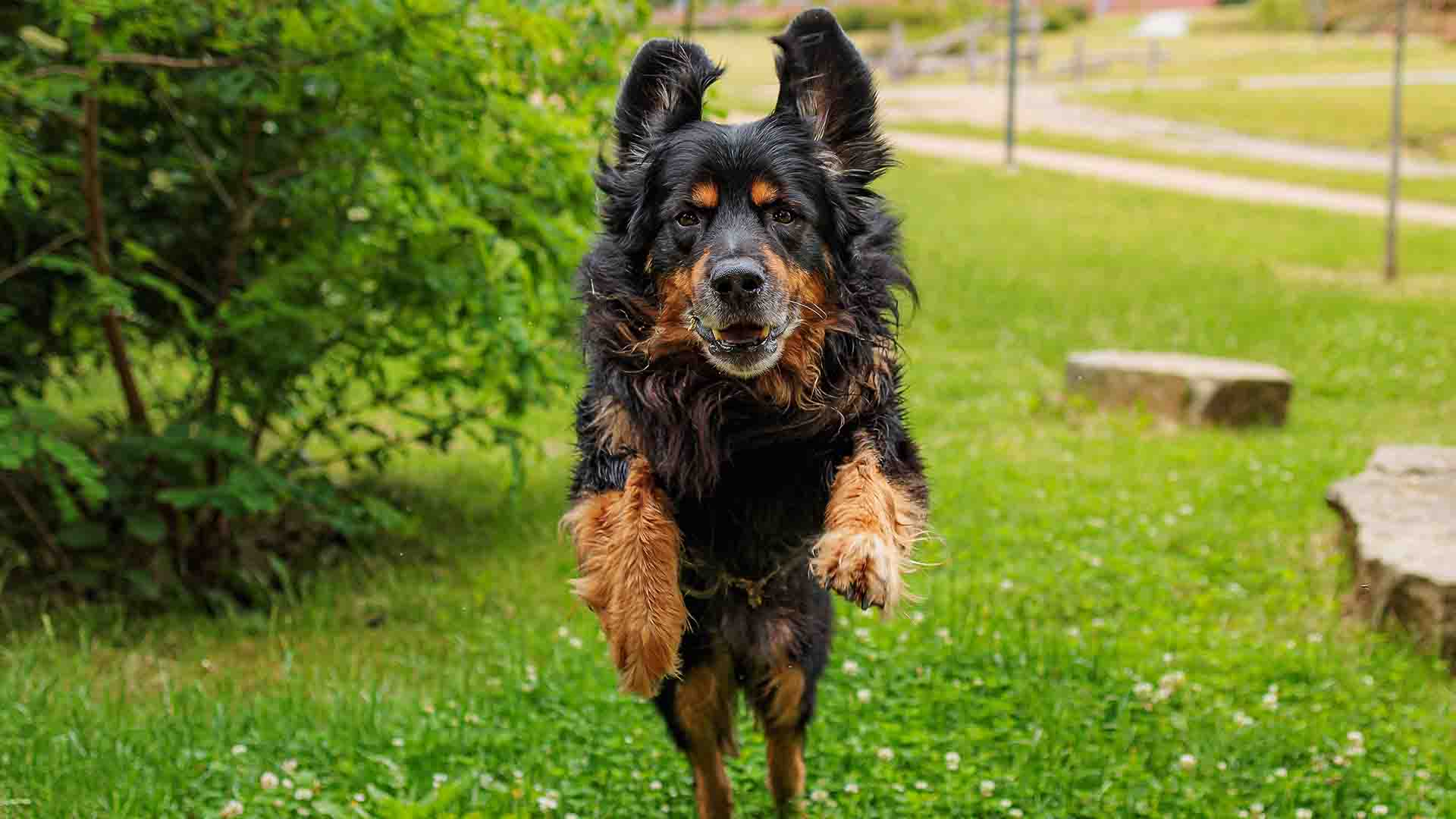 Zoppia e unghie lunghe_ il tuo cane ha l'artrosi